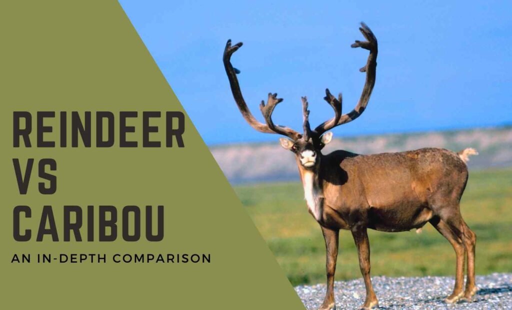 Caribou vs Reindeer: Understanding the Key Differences, An In-Depth Comparison