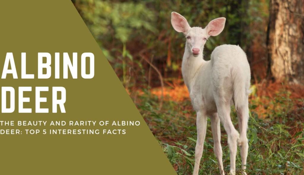 The Beauty and Rarity of Albino Deer