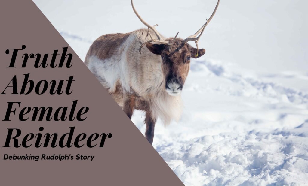 Female Reindeer The Surprising Truth: Debunking Rudolph's Story