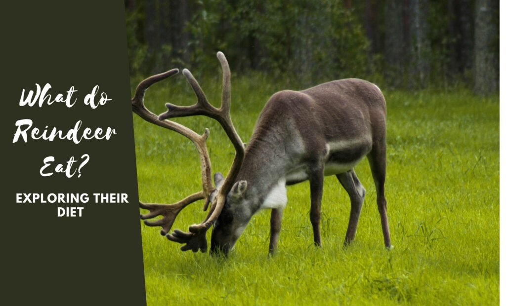 The Ultimate Guide to What Reindeer Eat: Exploring Their Diet 