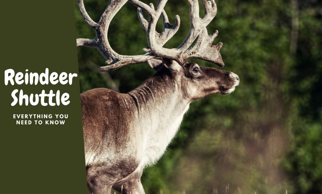 The Ultimate Guide to Using the Reindeer Shuttle: Everything You Need to Know
